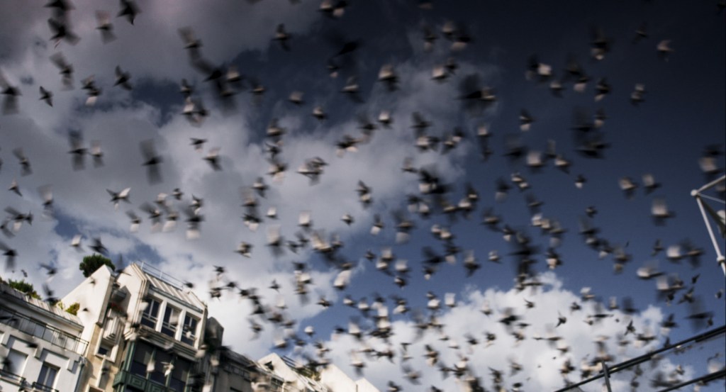 Questa immagine ha l'attributo alt vuoto; il nome del file è monspigeon07.jpg